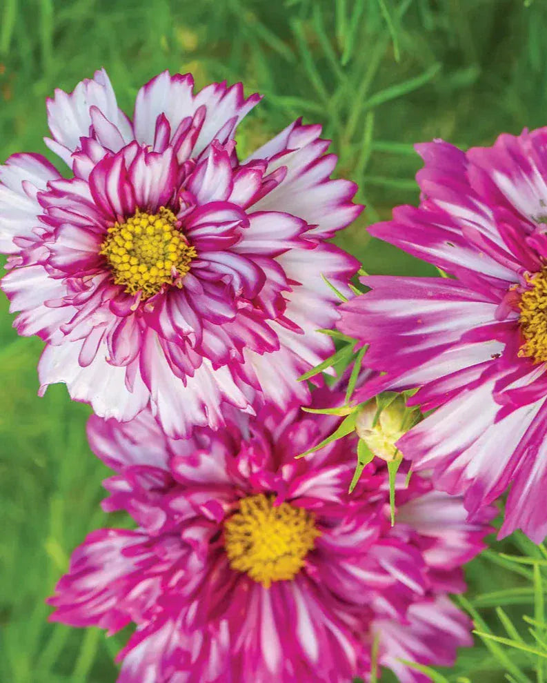 Double Click Bicolour Violet – Rosenskära i ljuvliga lila och vita nyanser Palettparadiset