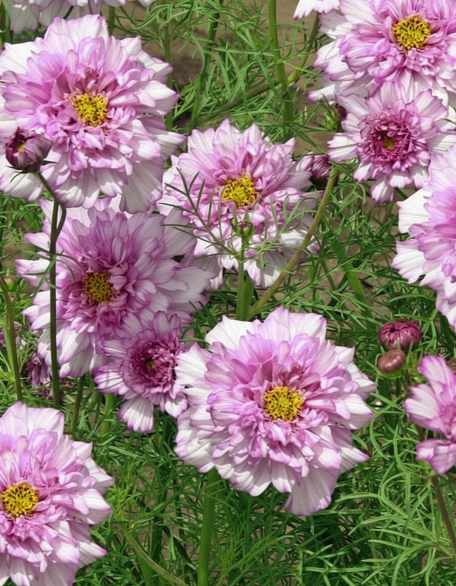 Double Click Bicolour Violet – Rosenskära i ljuvliga lila och vita nyanser Palettparadiset