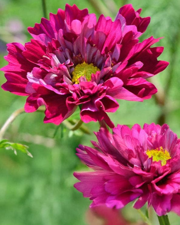 Double Click Cranberries – Rosenskära i djup bärton Palettparadiset