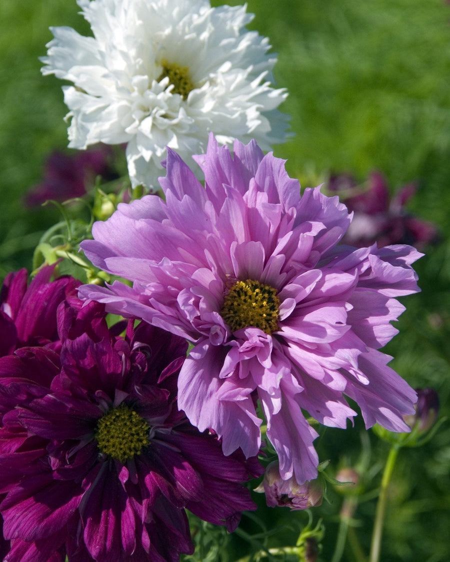 Färgblandade fyllda rosenskäror i sommarrabatt