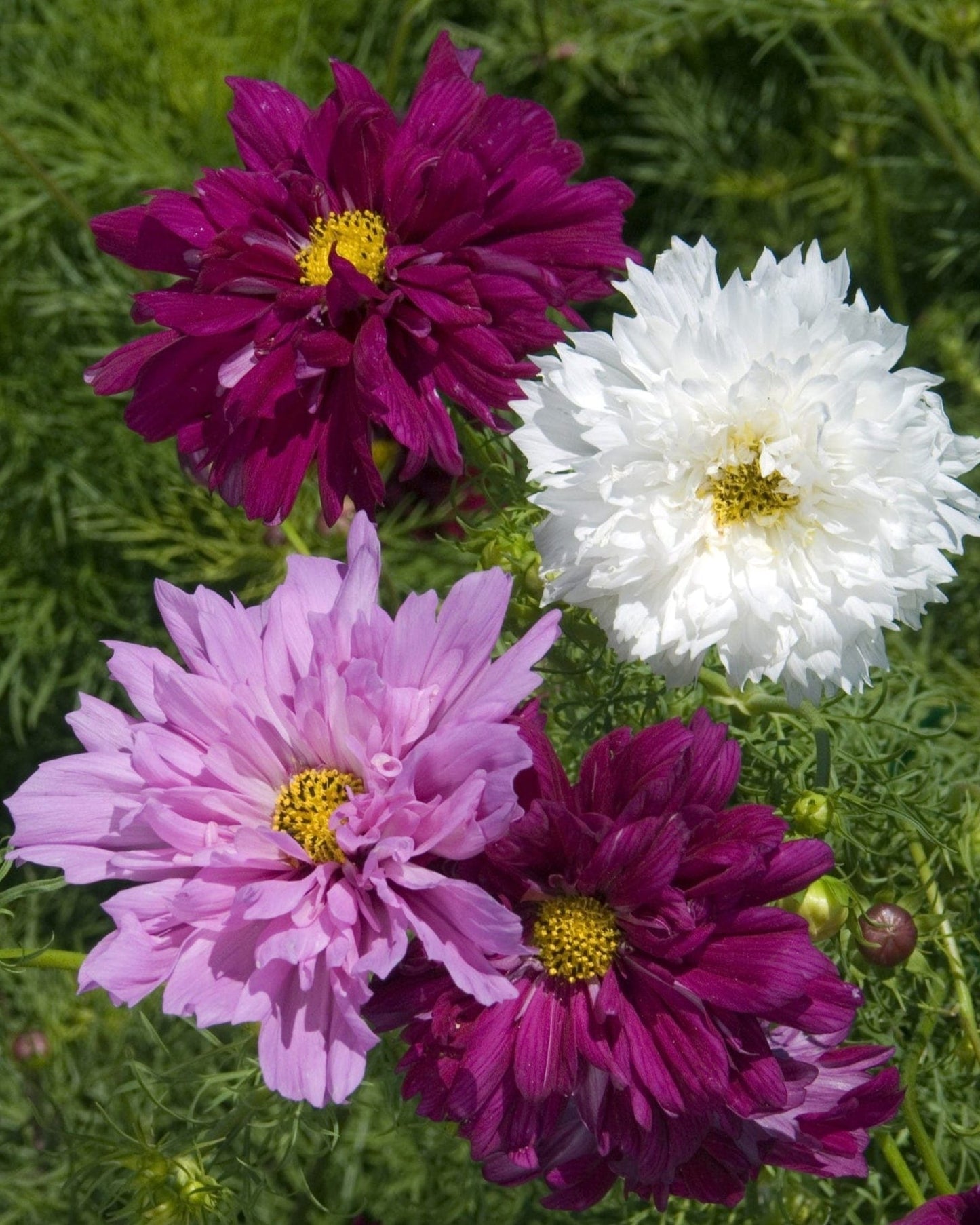 Double Click Mix - Rosenskära Palettparadiset