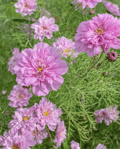 Double Click Rose Bonbon – Rosenskära med romantisk elegans Palettparadiset