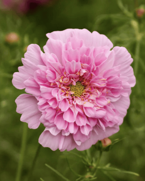 Double Click Rose Bonbon – Rosenskära med romantisk elegans Palettparadiset