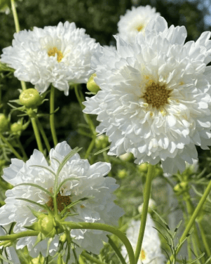 Double Click Snowpuff – Rosenskära i fluffigt vitt Palettparadiset