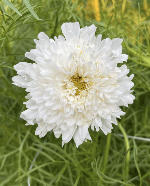 Double Click Snowpuff – Rosenskära i fluffigt vitt Palettparadiset