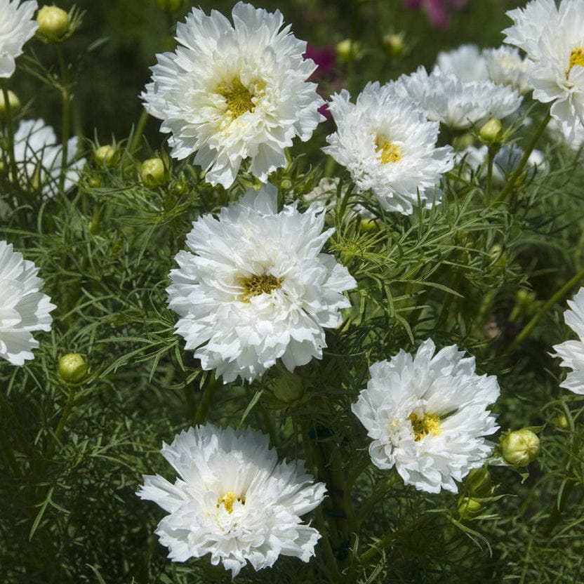 Double Click Snowpuff – Rosenskära i fluffigt vitt Palettparadiset