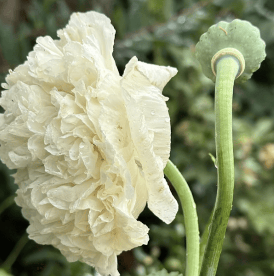 Double Cream – Pionvallmo i mjuk vaniljvit ton Palettparadiset