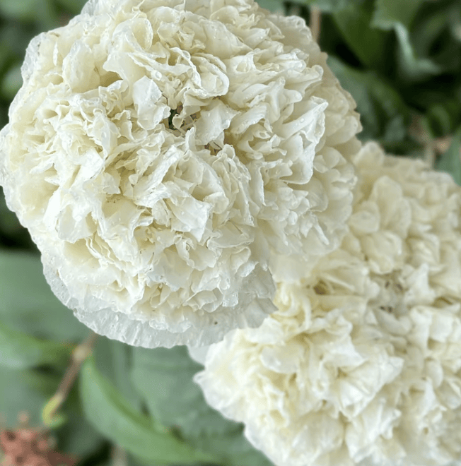 Double Cream – Pionvallmo i mjuk vaniljvit ton Palettparadiset