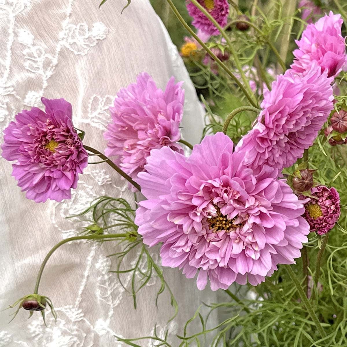 Double Dutch Rose - Rosenskära Palettparadiset