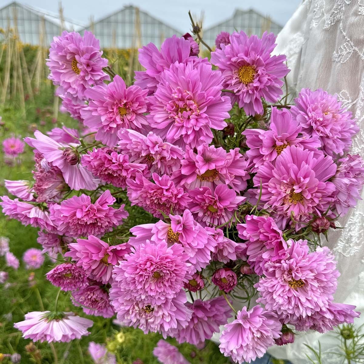 Double Dutch Rose - Rosenskära Palettparadiset