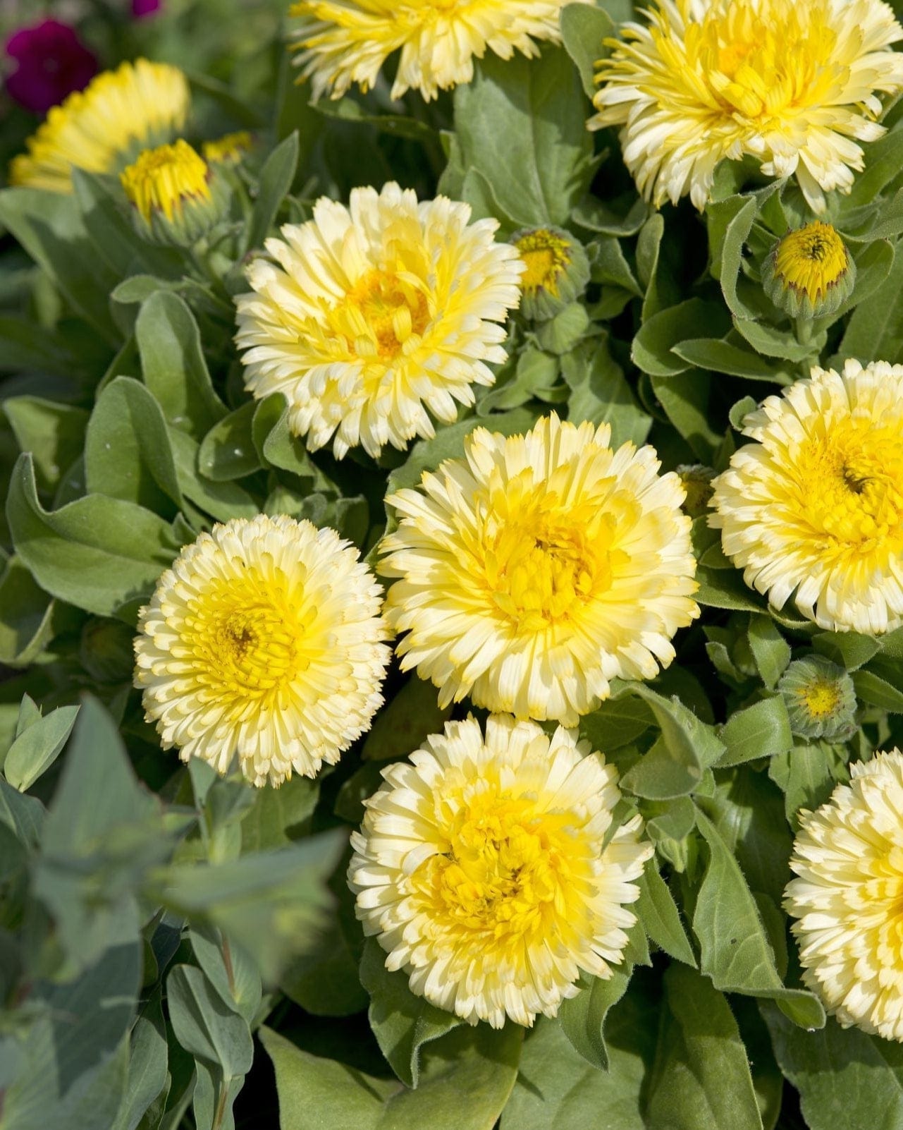 Double Lemon – Ringblomma i mjuk citrongul ton Palettparadiset