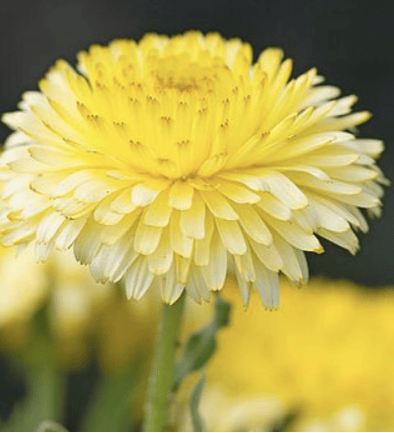 Double Lemon – Ringblomma i mjuk citrongul ton Palettparadiset