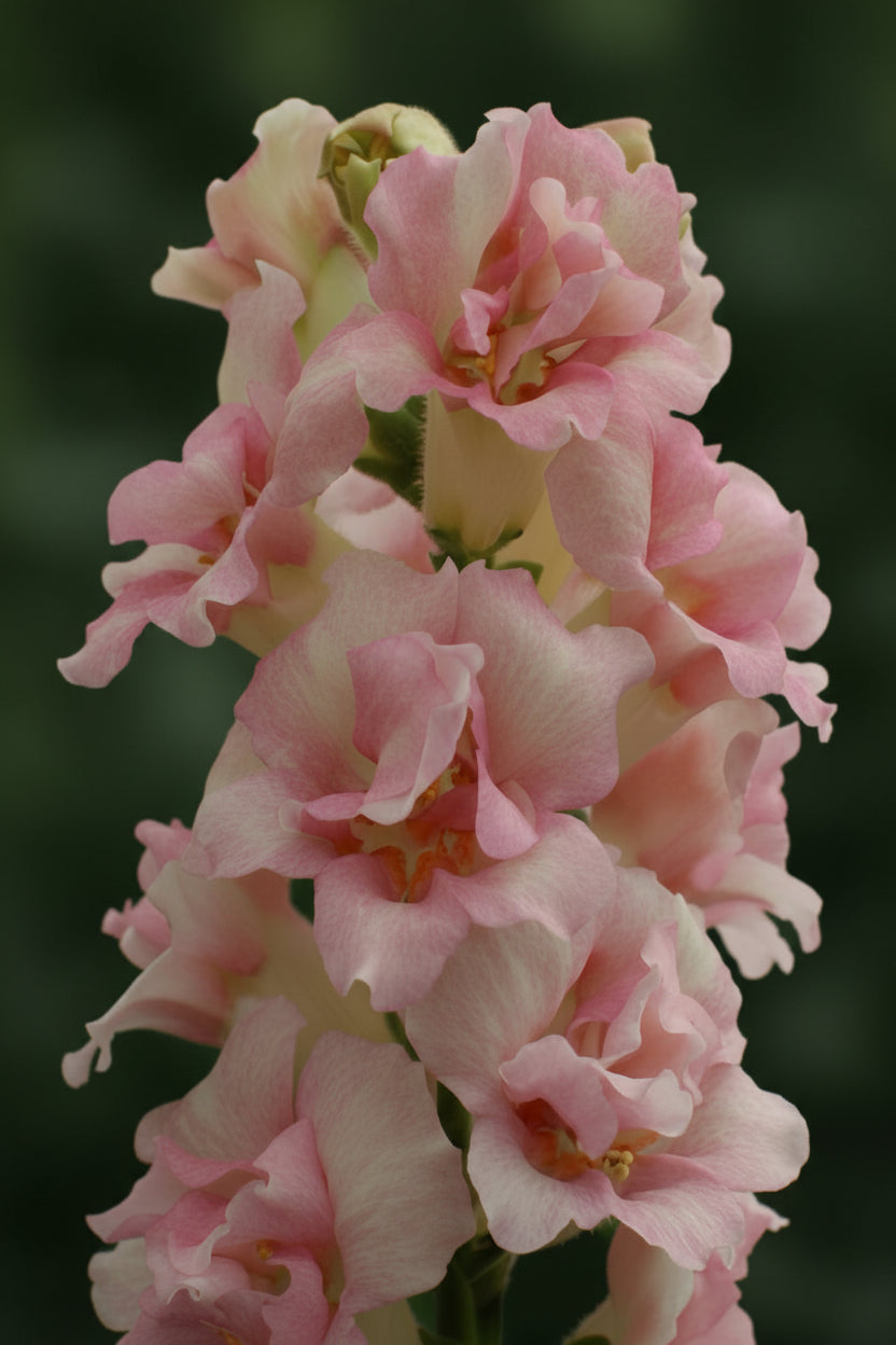 Doubleshot Appleblossom - Lejongap Palettparadiset