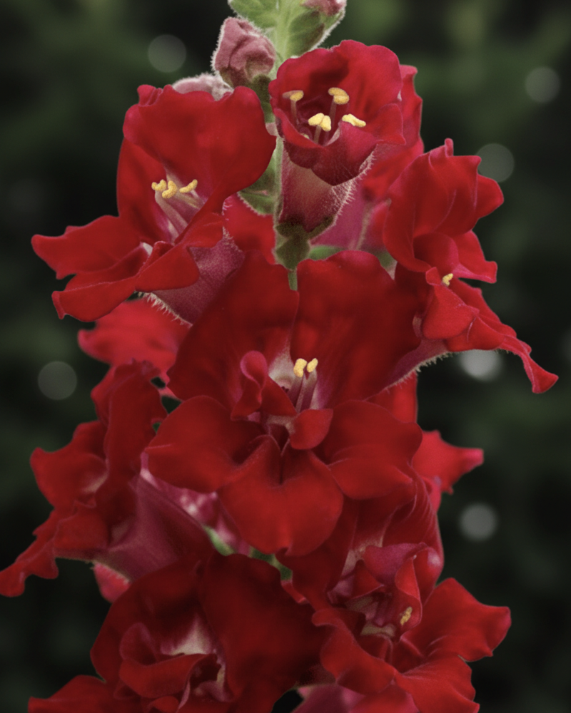 Doubleshot Crimson Red - Lejongap Palettparadiset