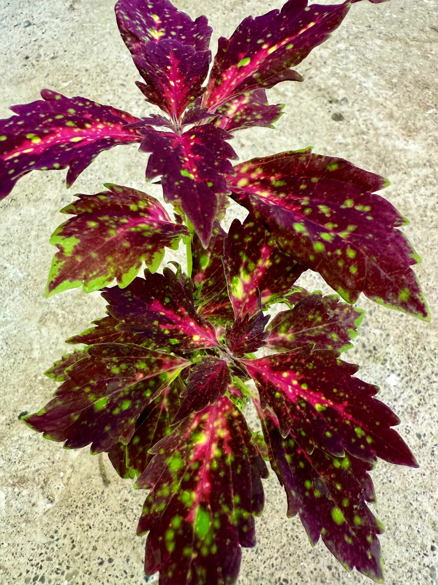 Down Town® Santa Monica – palettblad med livfullhet