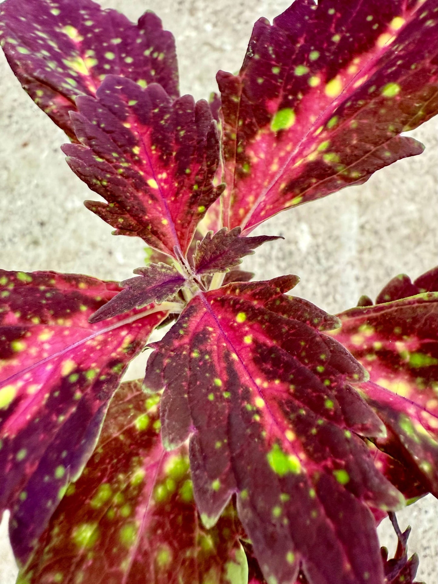 Down town® Santa Monica - Stickling Palettparadiset