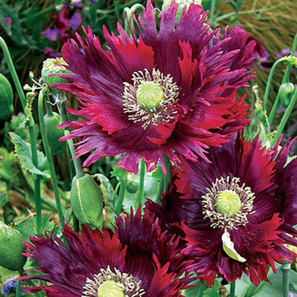 Drama Queen – Fjädervallmo med teatrala kronblad Palettparadiset