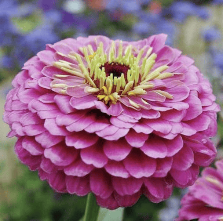 Dream Rosy Lavender - Zinnia Palettparadiset
