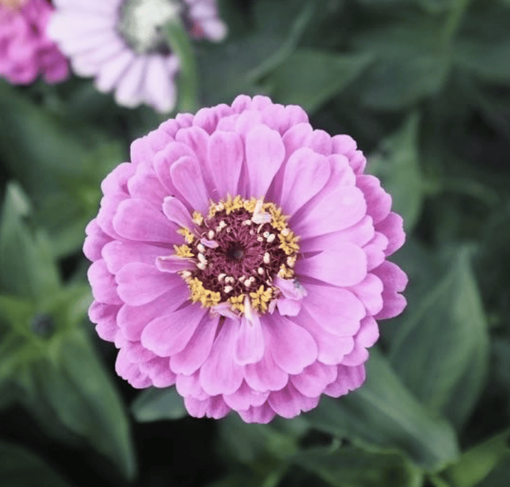 Dream Rosy Lavender - Zinnia Palettparadiset