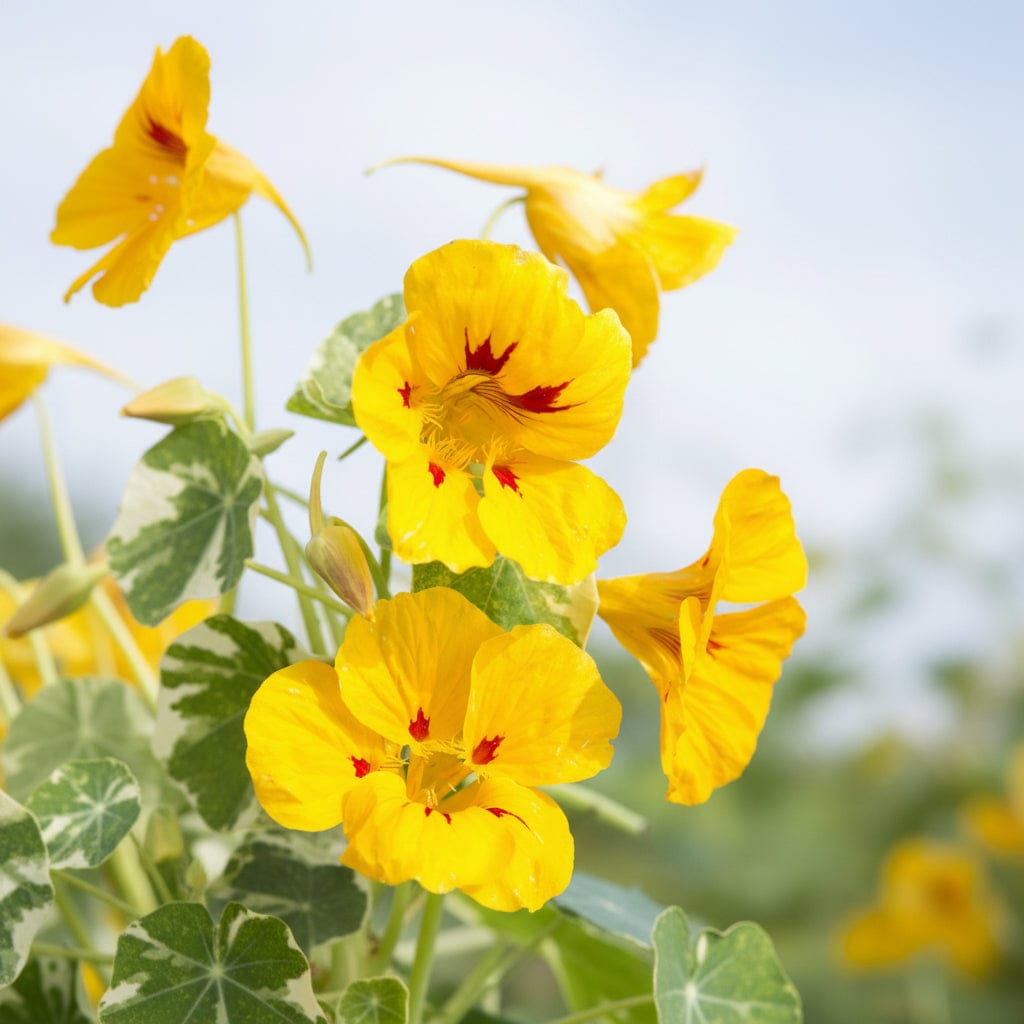 Dvärgkrasse med marmorerade krämvita och gröna blad och röda blommor