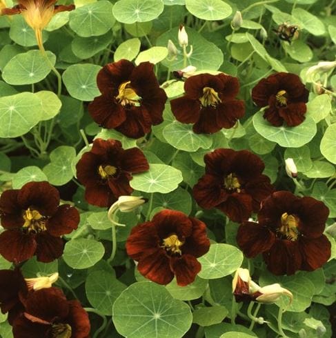 Djupt mörkröda sammetsmatta krasseblommor mot runda ljusgröna blad på låg tuva