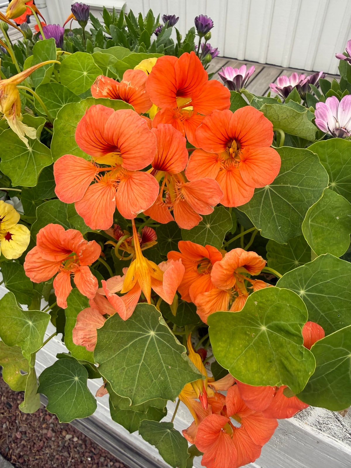 Laxrosa dvärgkrasse i rabatt med runda gröna blad