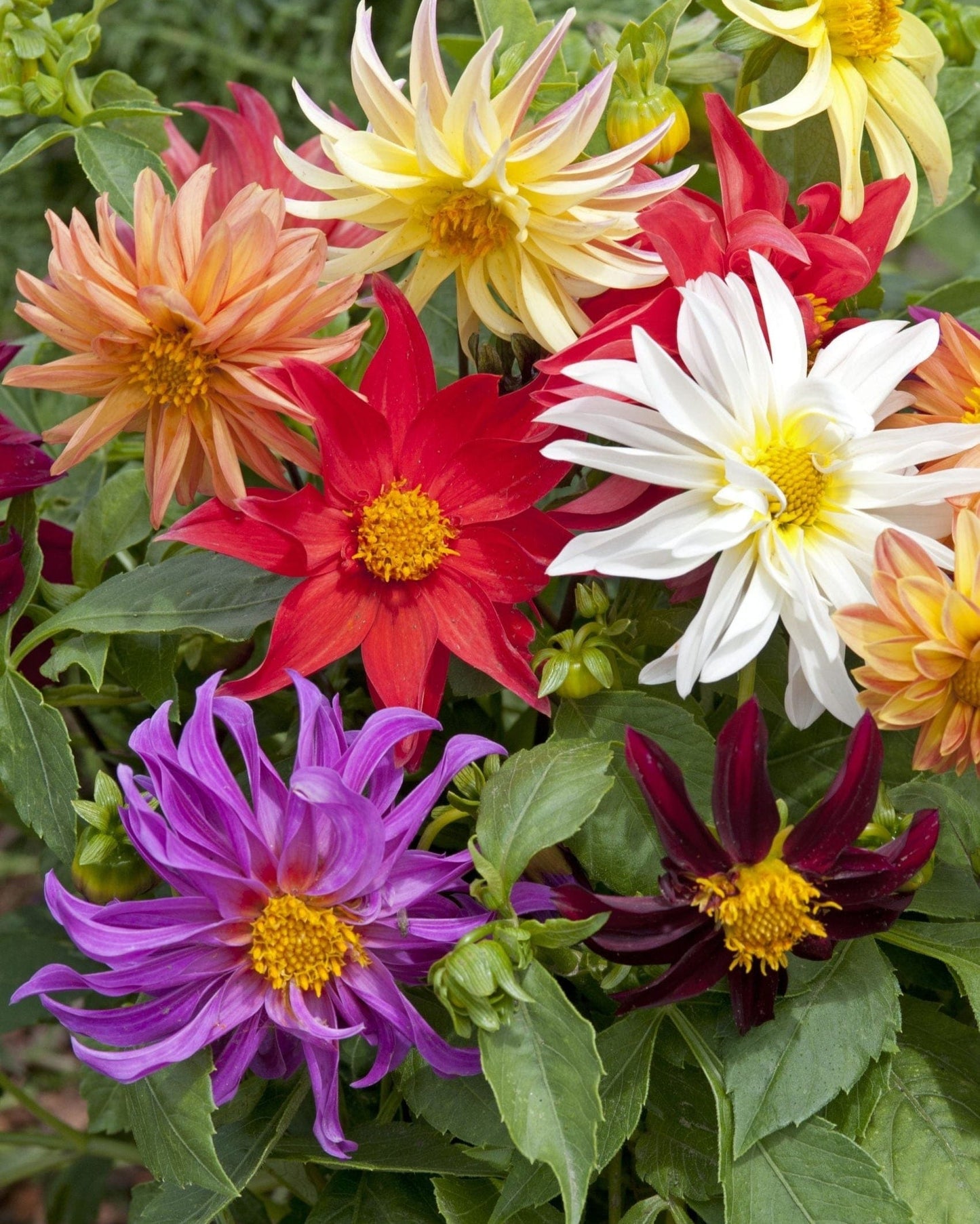 Dwarf Cactus Flowered Mix – Sommardahlia i kompakta former Palettparadiset