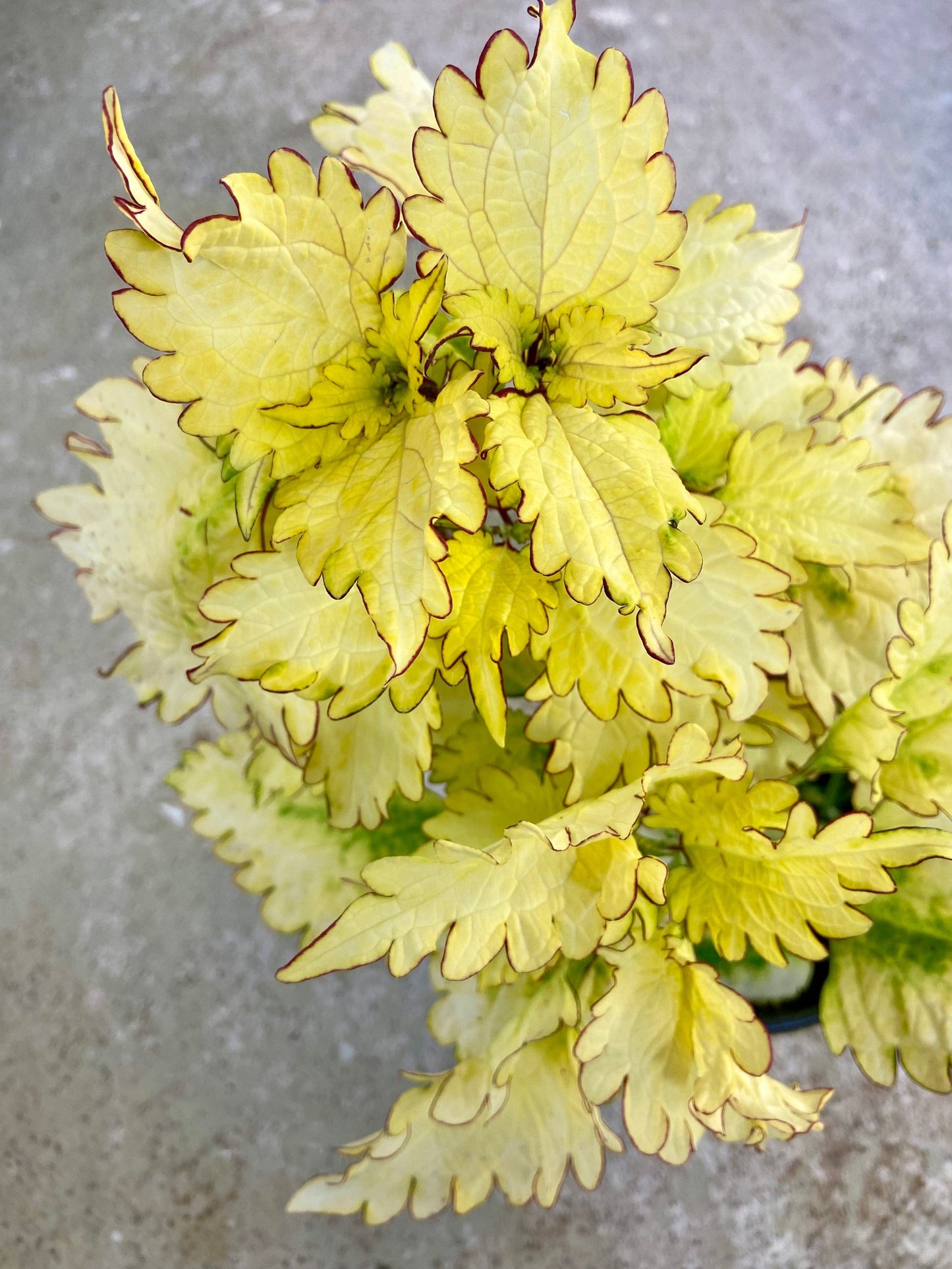 Ecstasy × Cleo – palettblad med citrongula blad