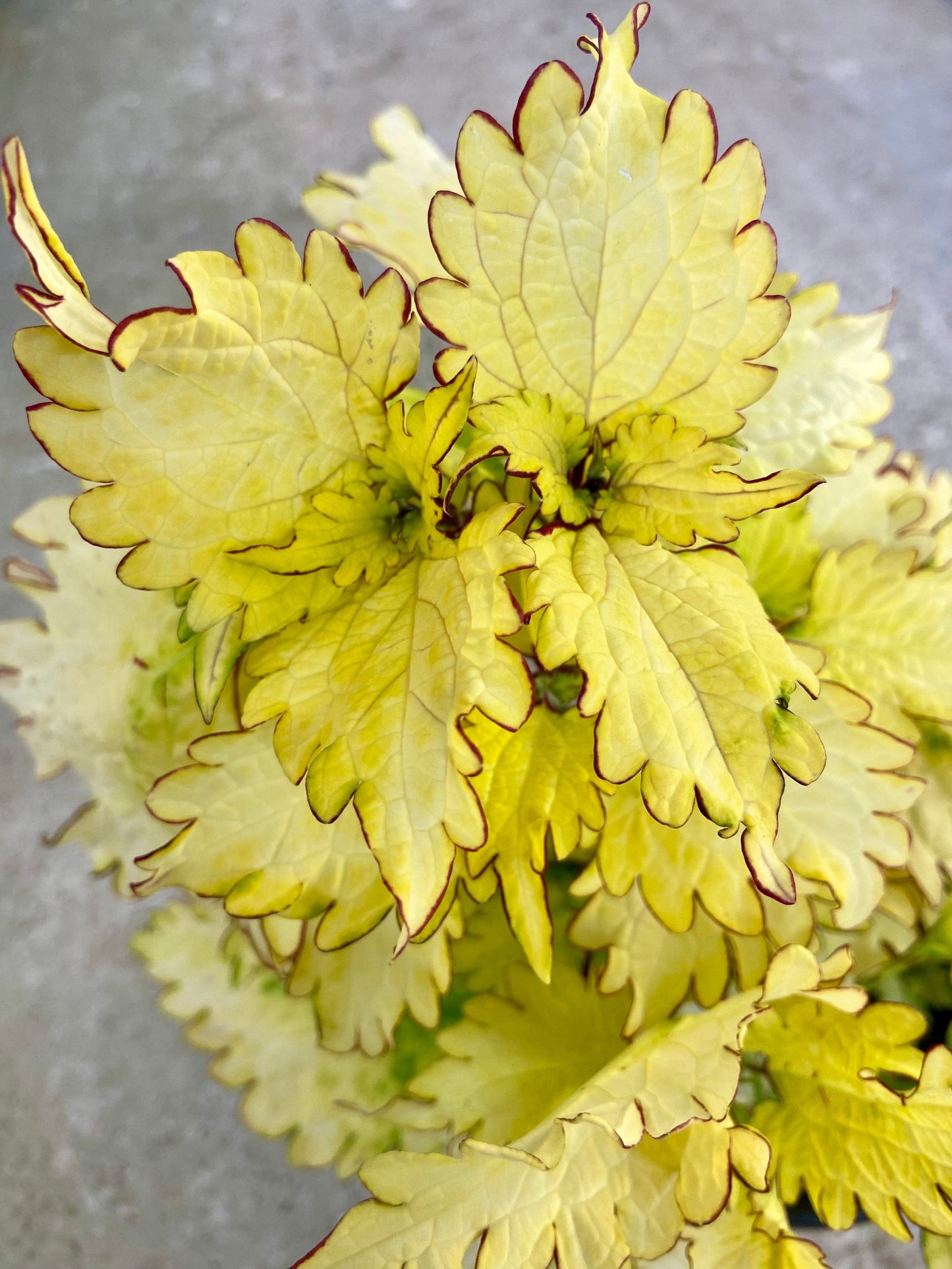 Ecstasy × Cleo – palettblad med citrongula blad