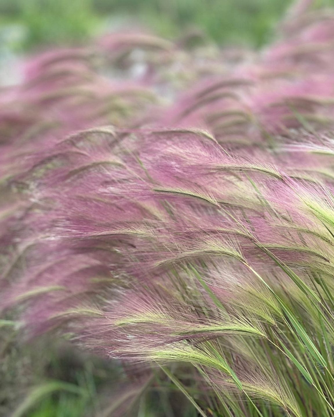 Ekorrkorn – Prydnadsgräs med silkeslen rörelse Palettparadiset