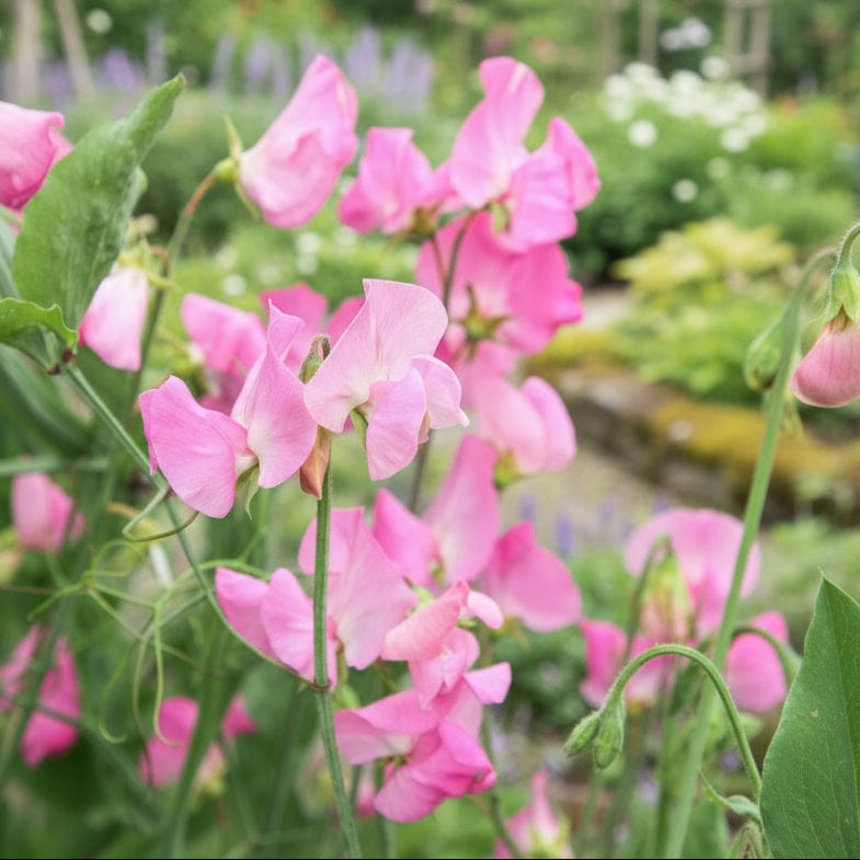 Elegance Rose – Luktärt i elegant rosaton Palettparadiset