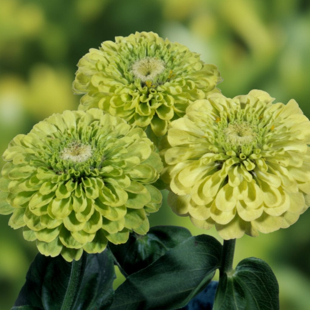 Envy Green Lime – Zinniafrön för limegröna blommor Palettparadiset