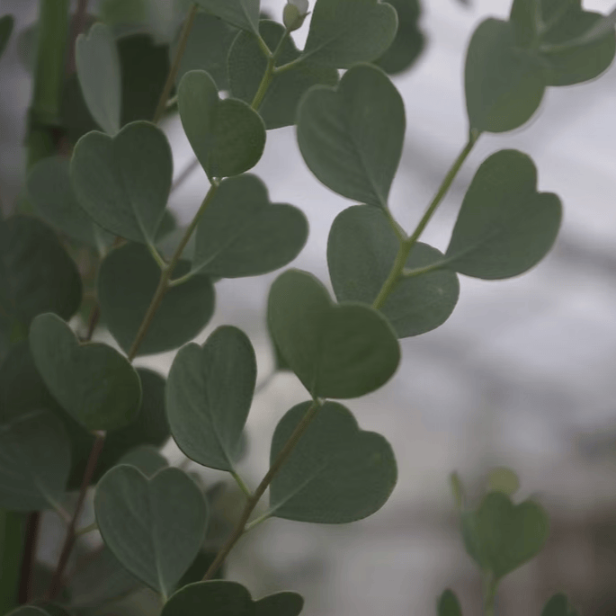 Hjärtformade blågröna eukalyptusblad tätt satta längs kvisten
