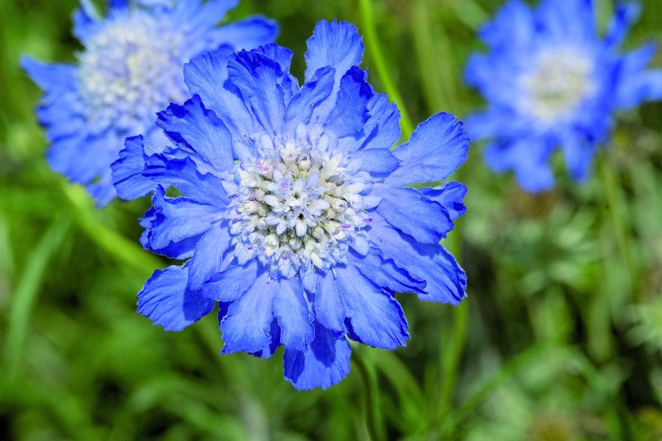 Fama Deep Blue – scabiosa i exklusiv blå nyans Palettparadiset