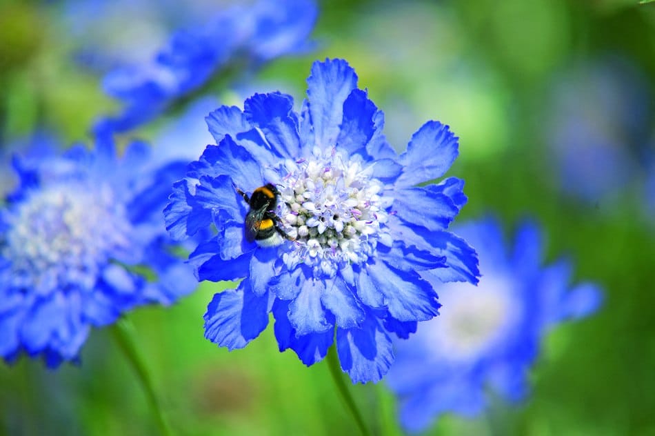 Fama Deep Blue – scabiosa i exklusiv blå nyans Palettparadiset