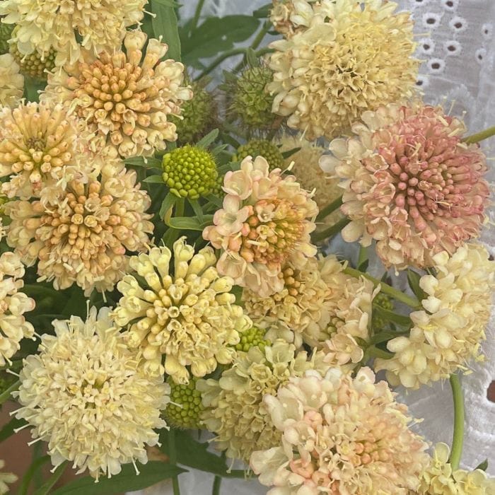 Fata Morgan - Praktvädd Palettparadiset