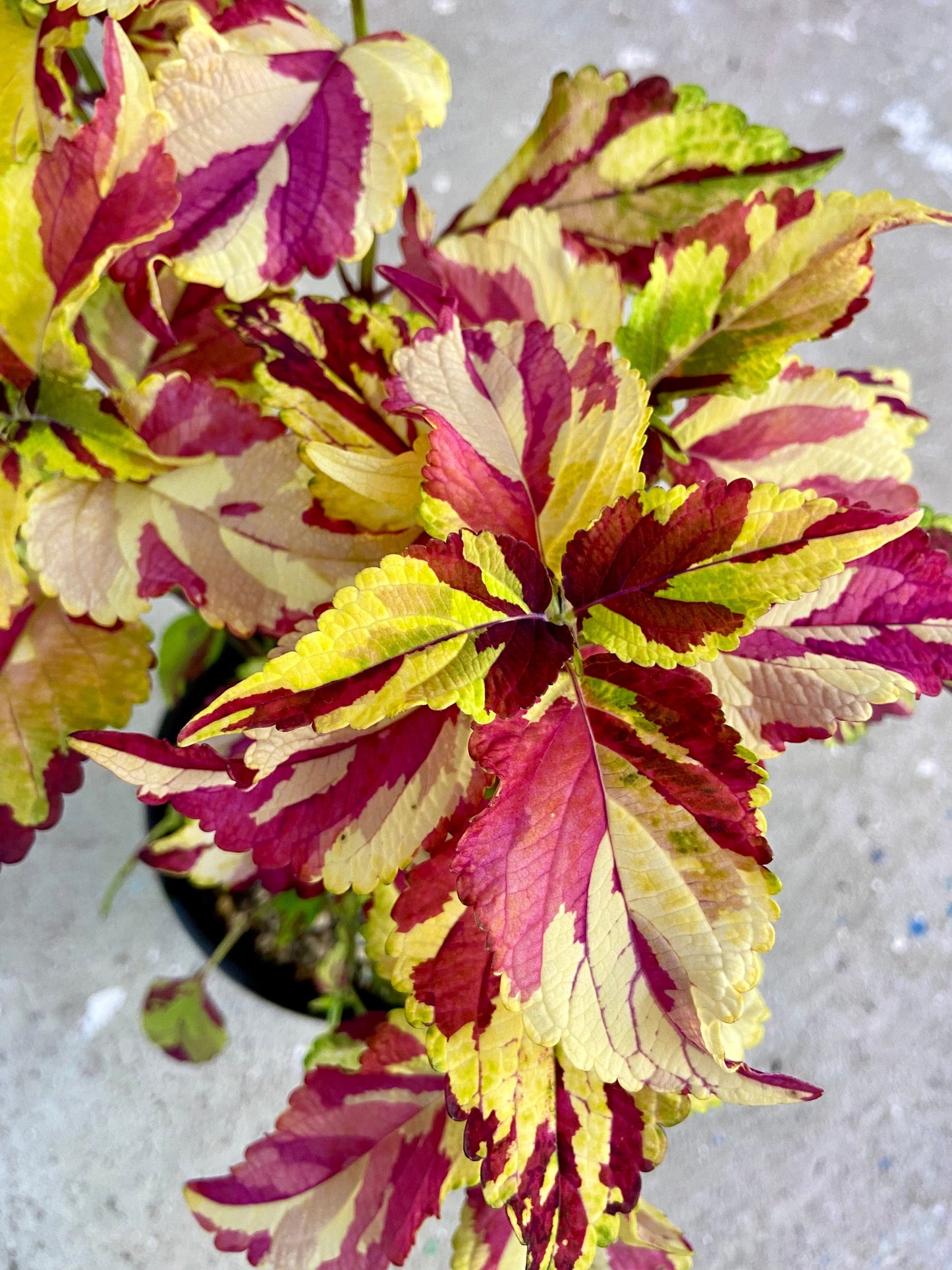 Fingerpaint - Stickling Palettparadiset