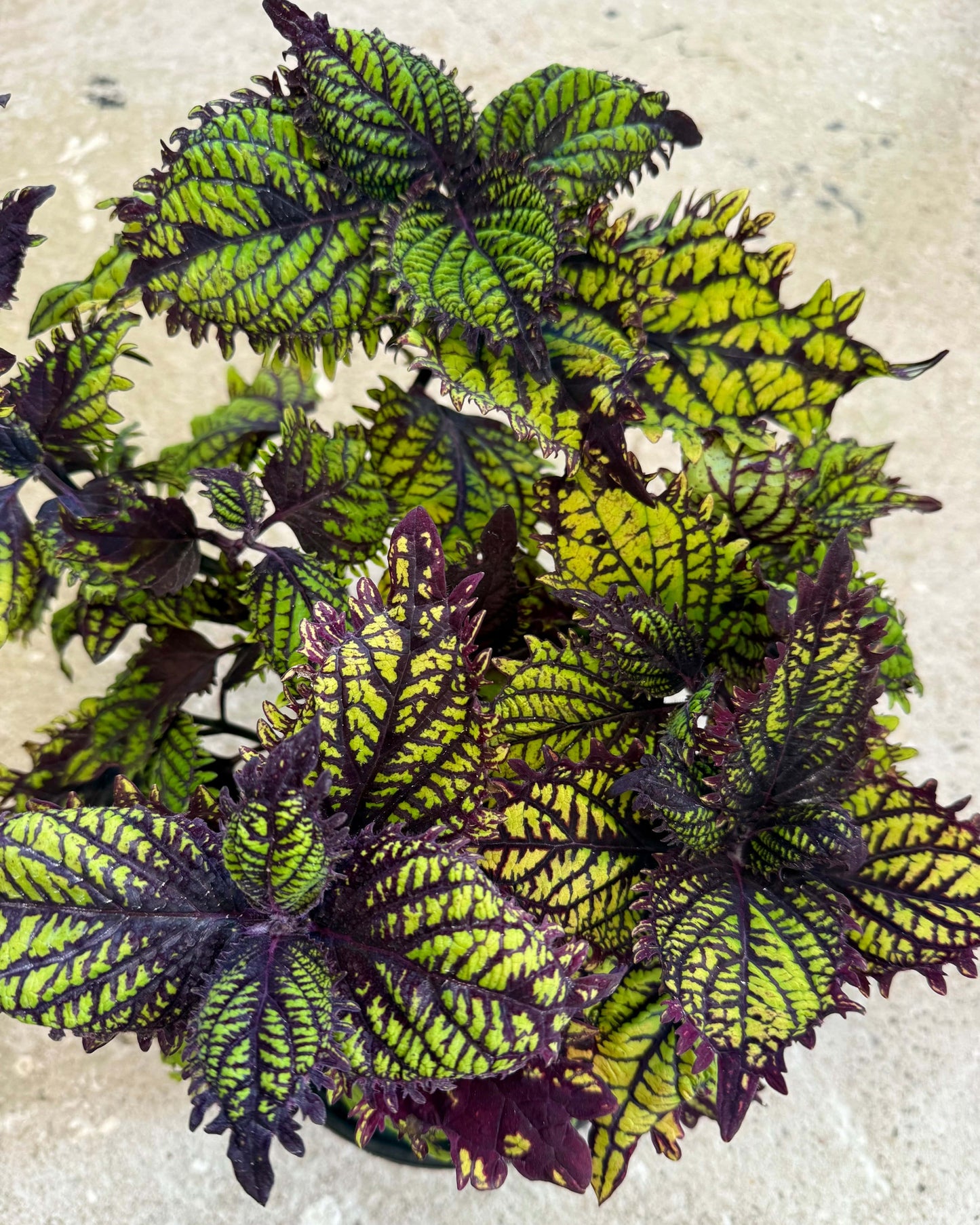 Fishnet (UTS) – palettblad med grafiskt mönster i mörk kontrast