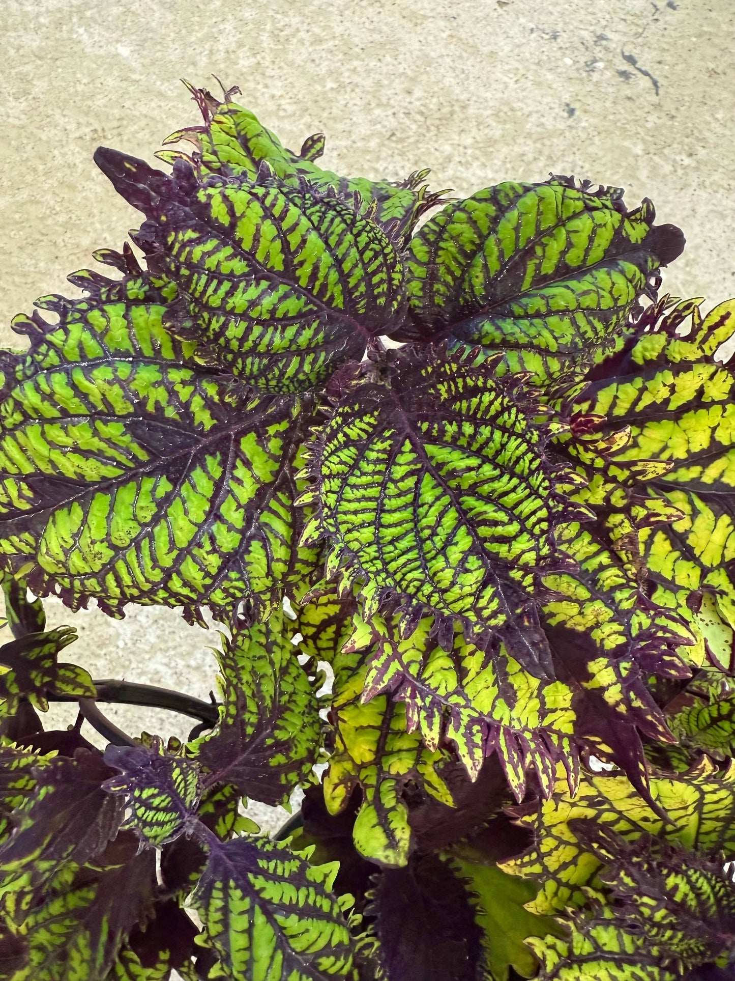 Fishnet uts-serien - Stickling Palettparadiset