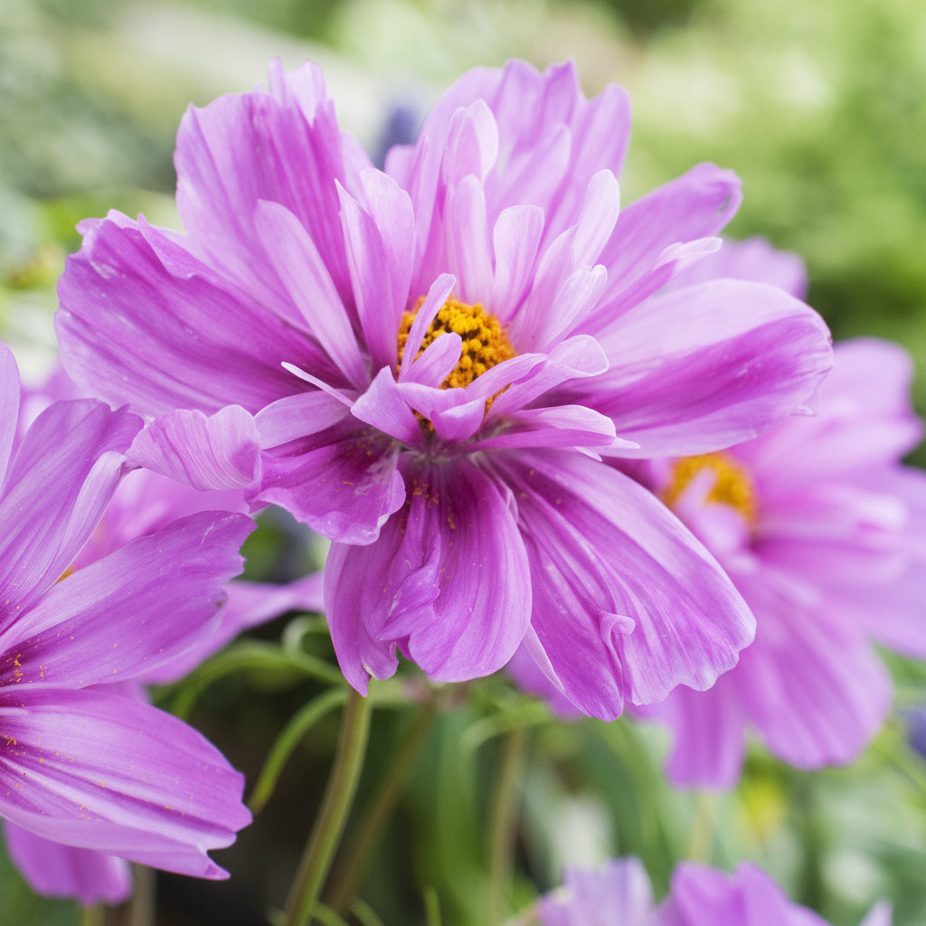 Fizzy Pink Dark Centre - Rosenskära Palettparadiset