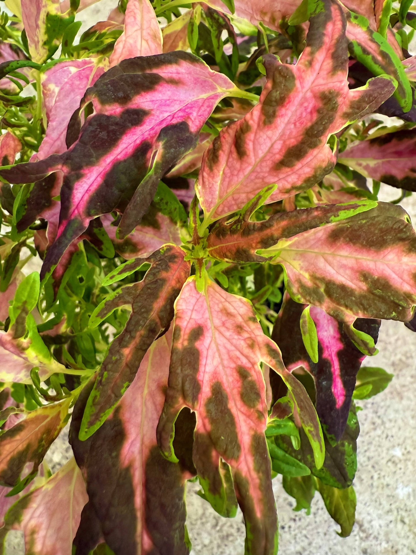 Flash – palettblad i klar kontrast mellan rosa och grönt