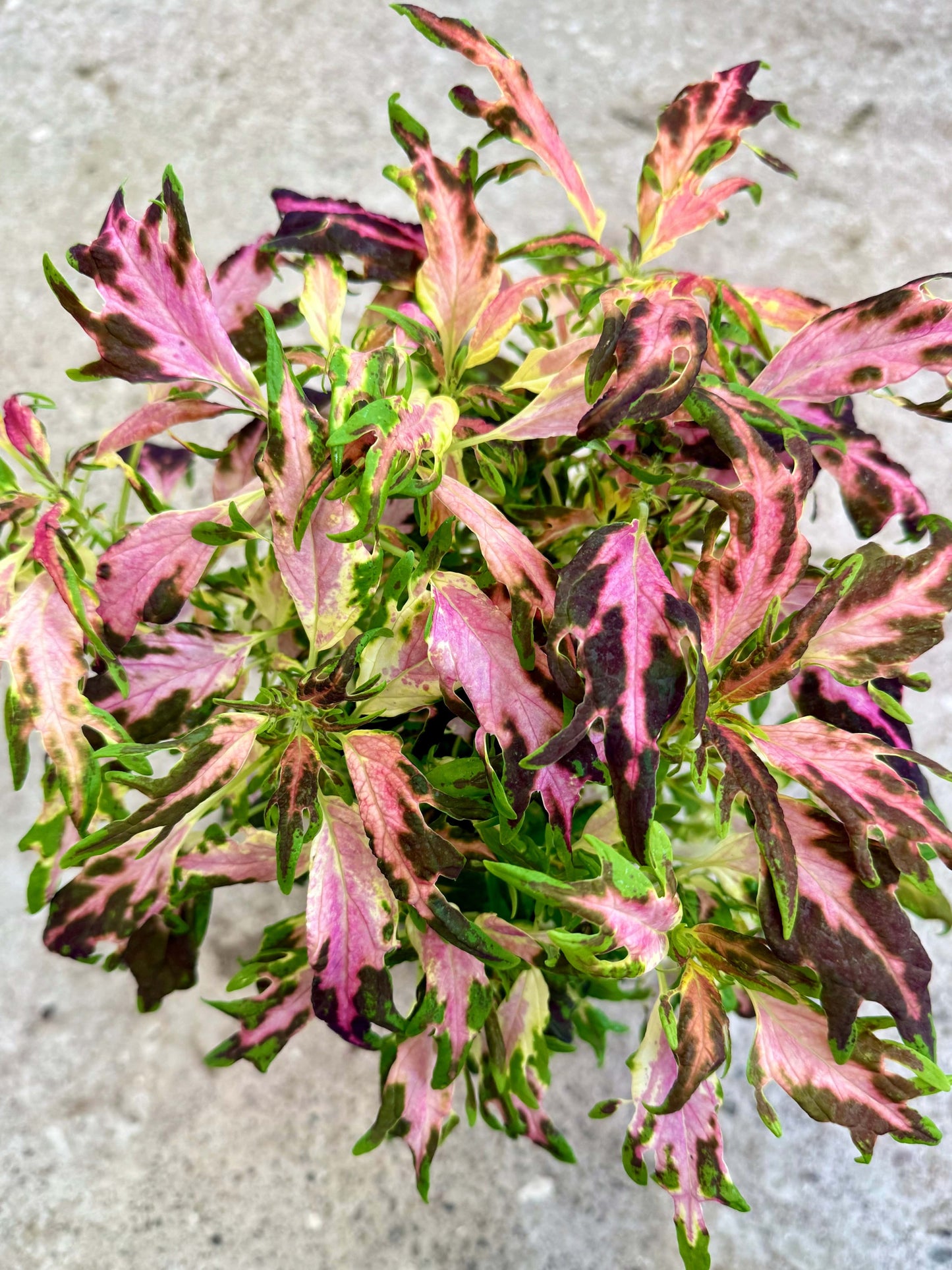 Flash – palettblad i klar kontrast mellan rosa och grönt