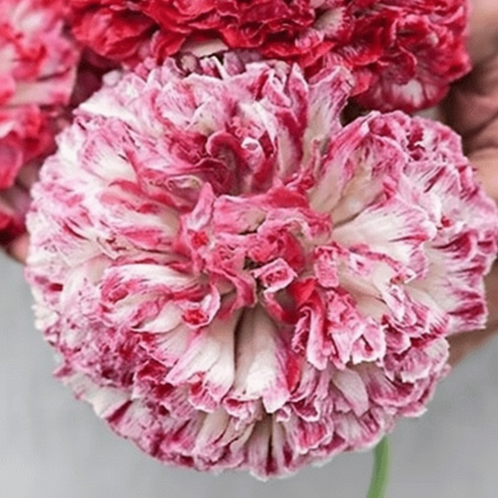 Flemish Antique – Pionvallmo i antika rosatoner Palettparadiset