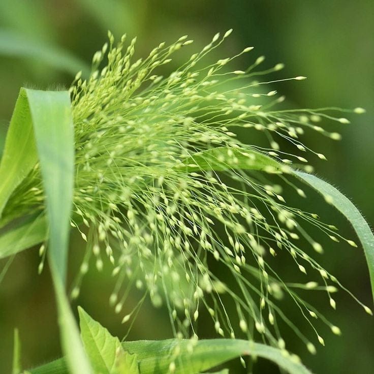 Fontaine – Jungfruhirs i skimrande silvergrönt Palettparadiset