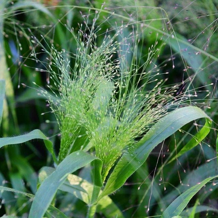 Fontaine – Jungfruhirs i skimrande silvergrönt Palettparadiset