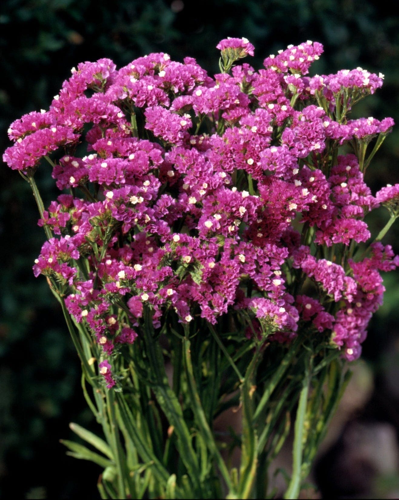 Forever Rose – Risp i intensiv rosaröd ton Palettparadiset