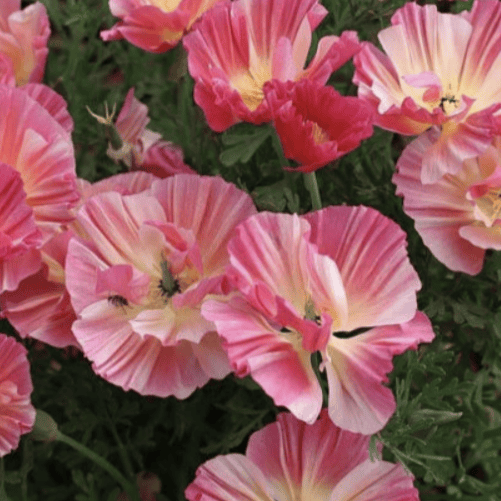 Frilly Fun Appleblossom – Sömntuta i milda äppelblomsrosa nyanser Palettparadiset