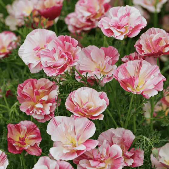 Frilly Fun Appleblossom – Sömntuta i milda äppelblomsrosa nyanser Palettparadiset