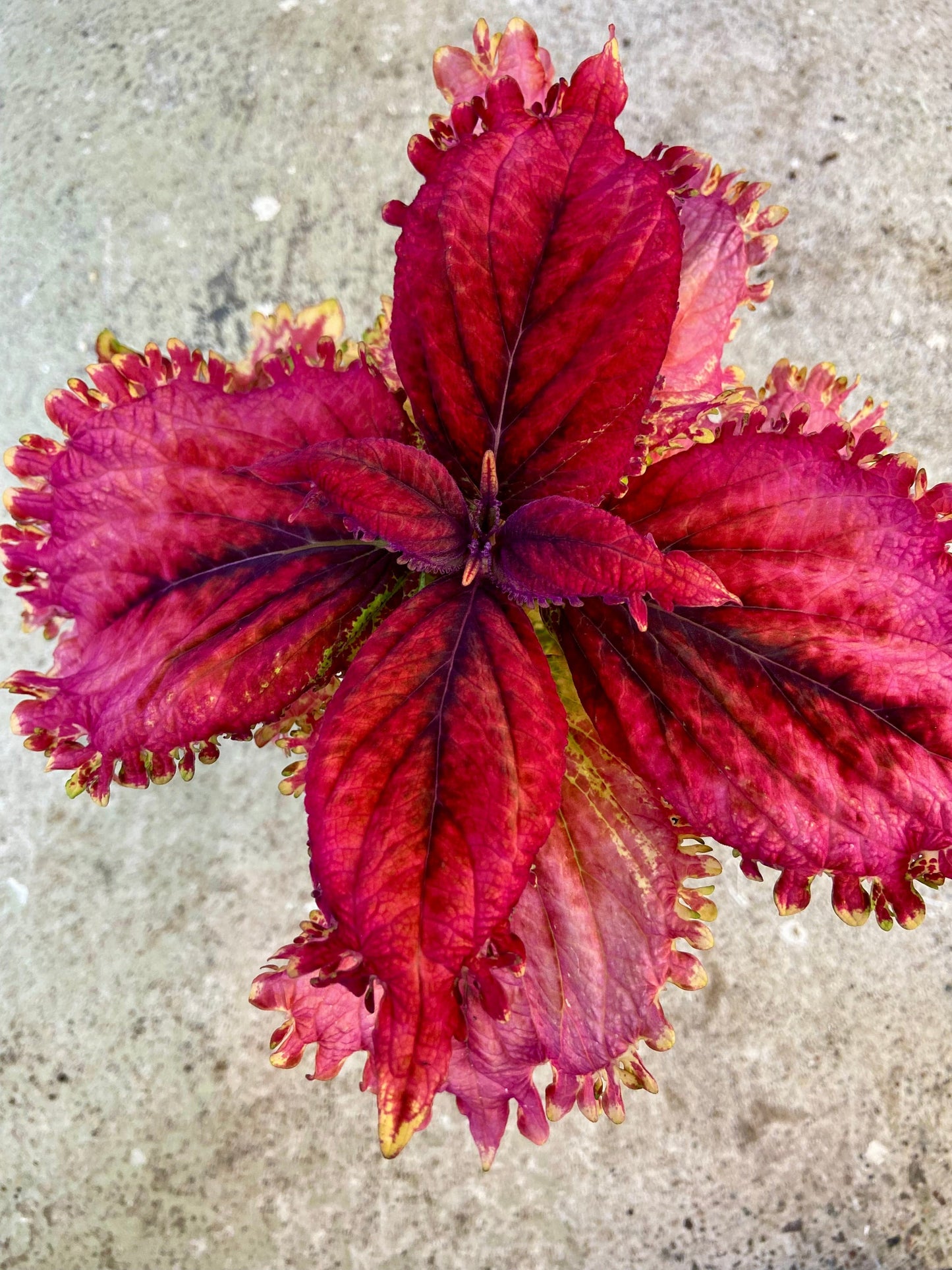 Frösådd av Jessica W.- Stickling Palettparadiset