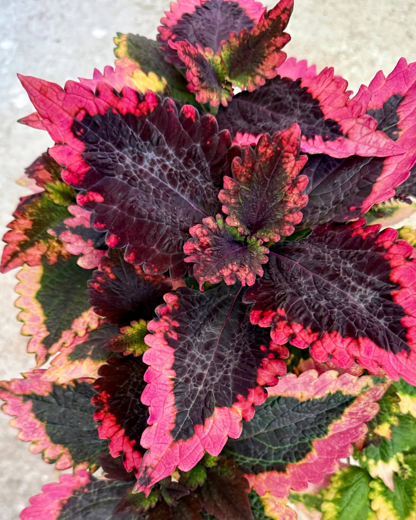 Frösådd av Sara N. – palettblad med vacker färg och karaktär